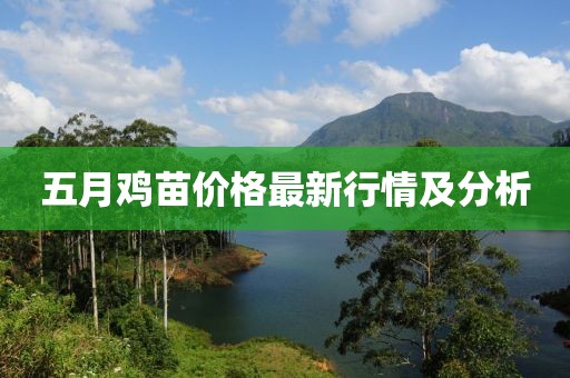 五月雞苗價(jià)格最新行情及分析