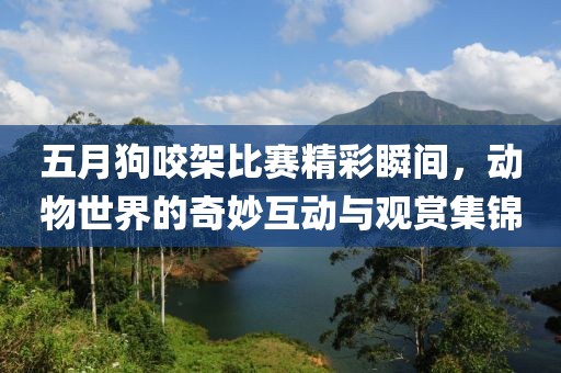 五月狗咬架比賽精彩瞬間，動(dòng)物世界的奇妙互動(dòng)與觀賞集錦