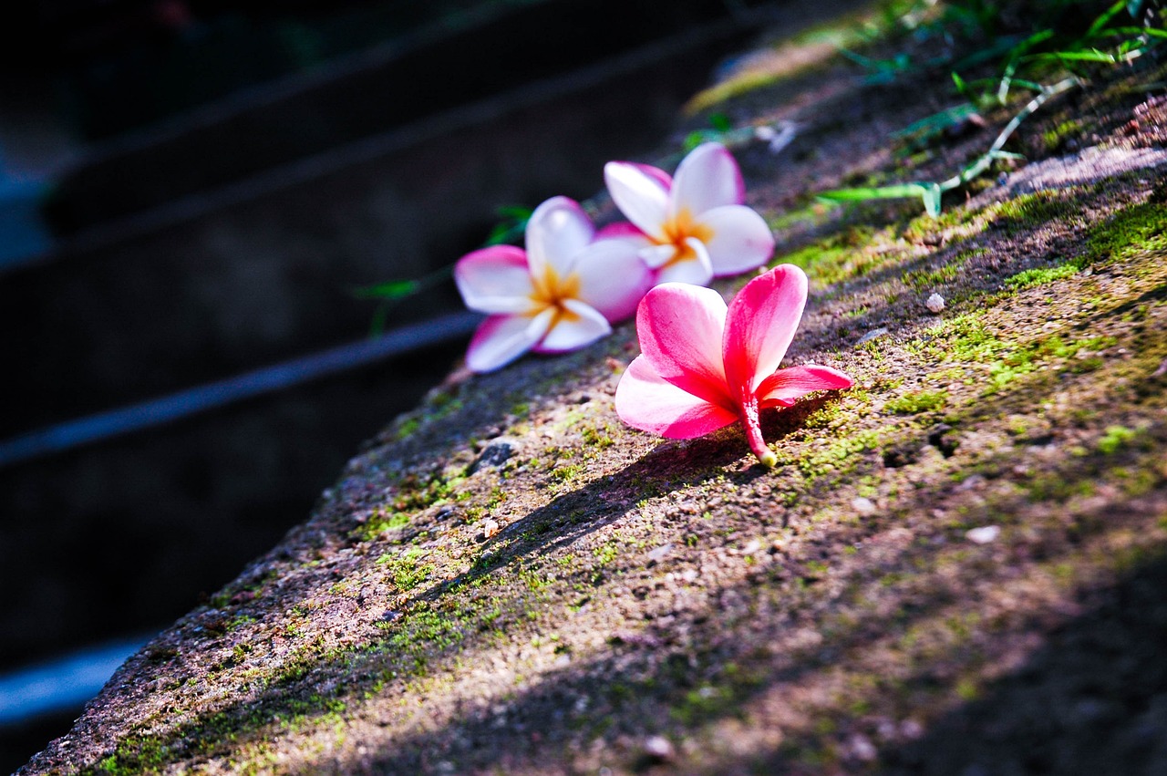 花間高手，奇幻世界的探索之旅最新章節(jié)
