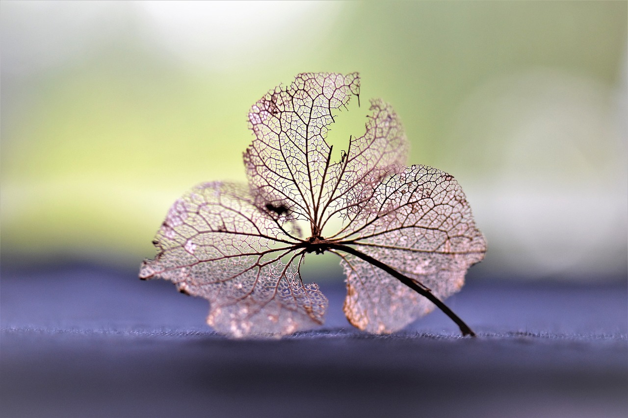 花開春暖，生活的美好與希望的綻放最新章節(jié)更新速遞