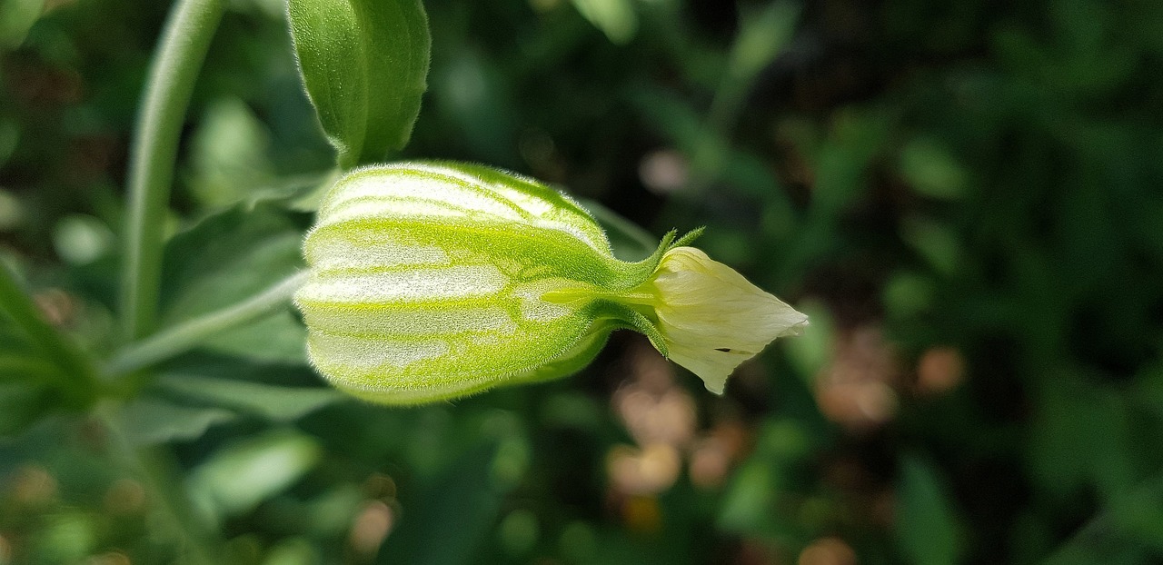 植物組織培養(yǎng)專業(yè)人才需求趨勢(shì)分析與最新招聘動(dòng)態(tài)